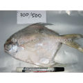 White Pomfret